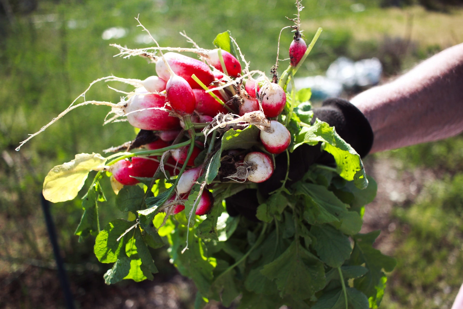 radis potager permaculture